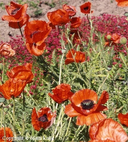 Papaver Orientale-Ryhm� 'Brilliant'